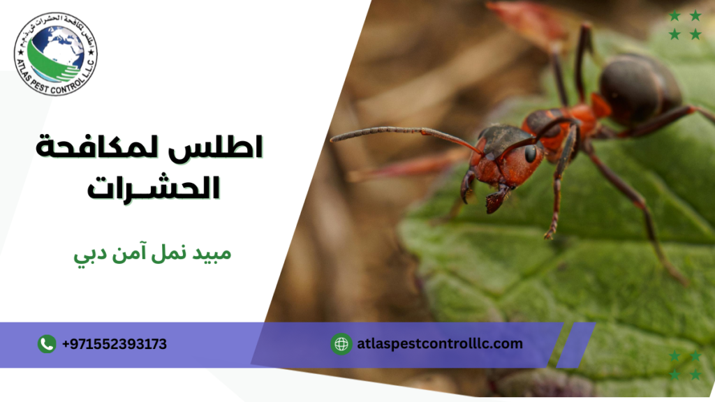 أفضل مبيد نمل آمن دبي