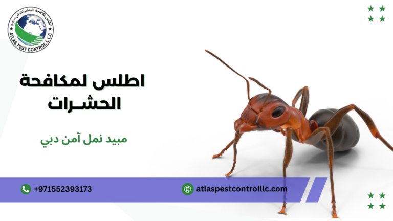 مبيد نمل آمن دبي