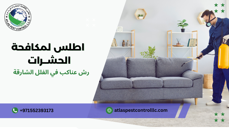 رش عناكب في الفلل الشارقة