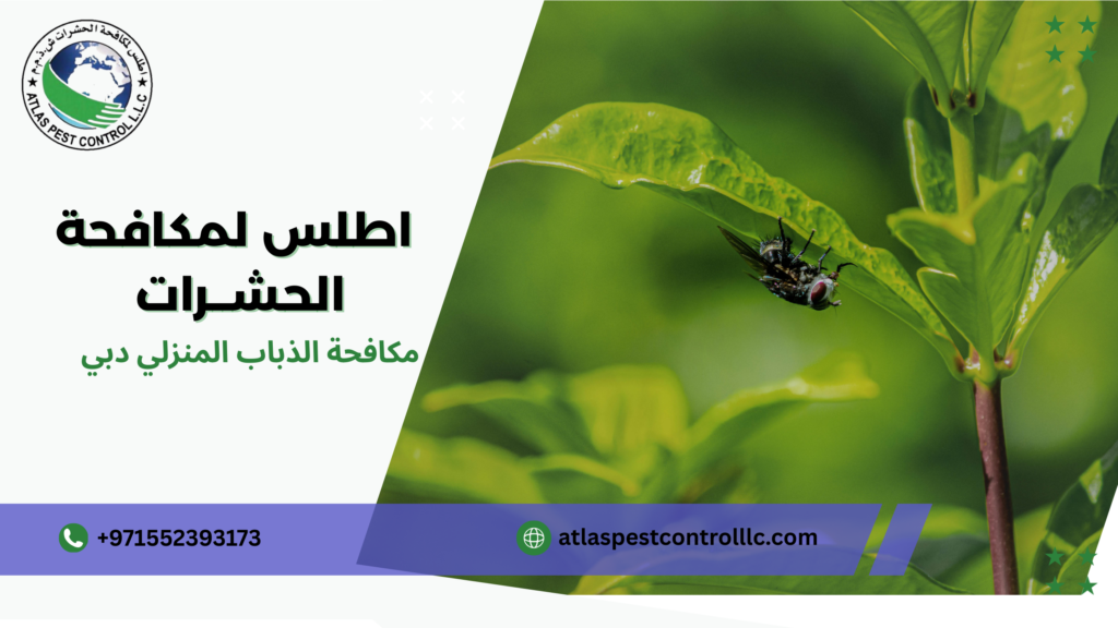 مكافحة الذباب في الفصول الحارة دبي