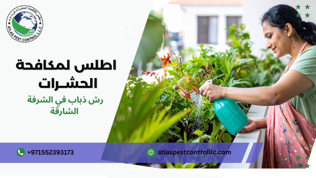 رش ذباب في الشرفة الشارقة 
