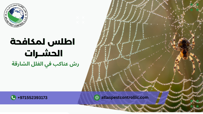 أسباب ظهور العناكب في الفلل الشارقة