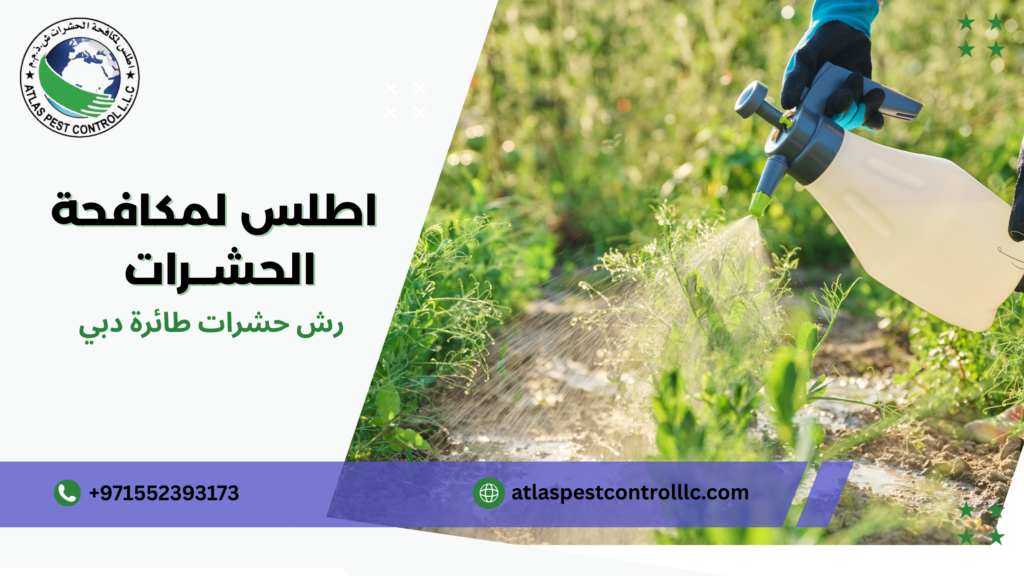 أنواع الحشرات الطائرة دبي