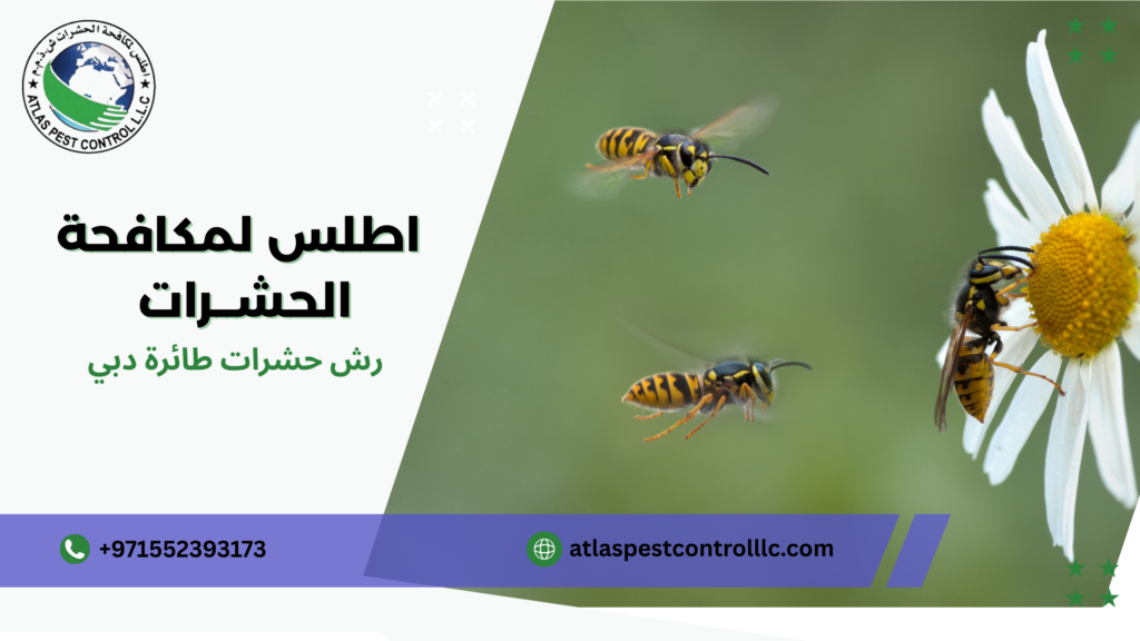 الرش الوقائي ضد الحشرات دبي