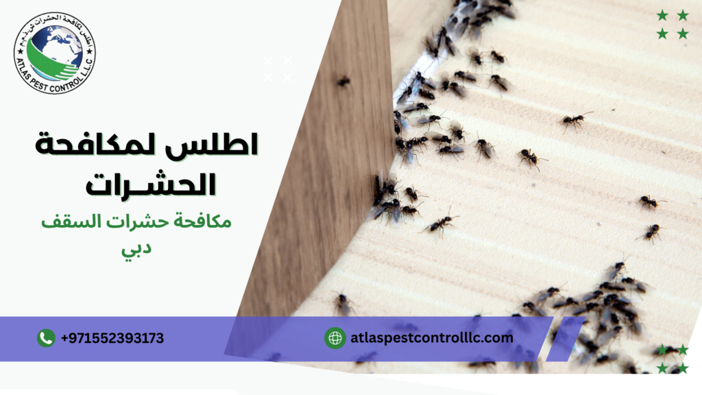 مكافحة حشرات السقف دبي