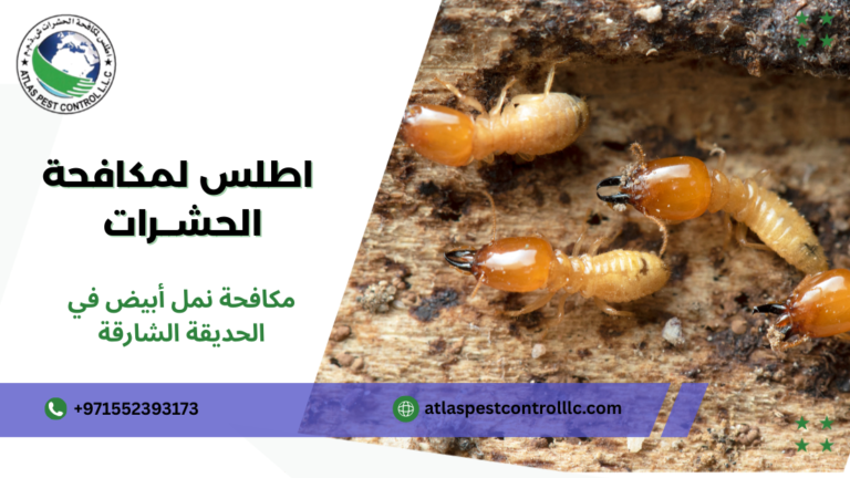 مكافحة نمل أبيض في الحديقة الشارقة