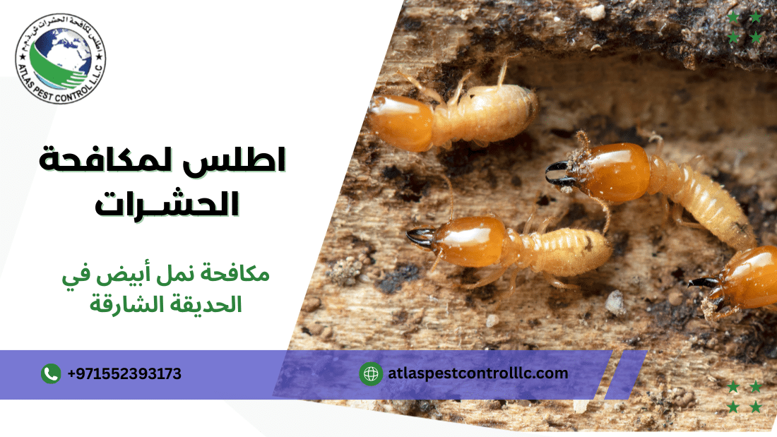 مكافحة نمل أبيض في الحديقة الشارقة طرق الآمنة 971552393173