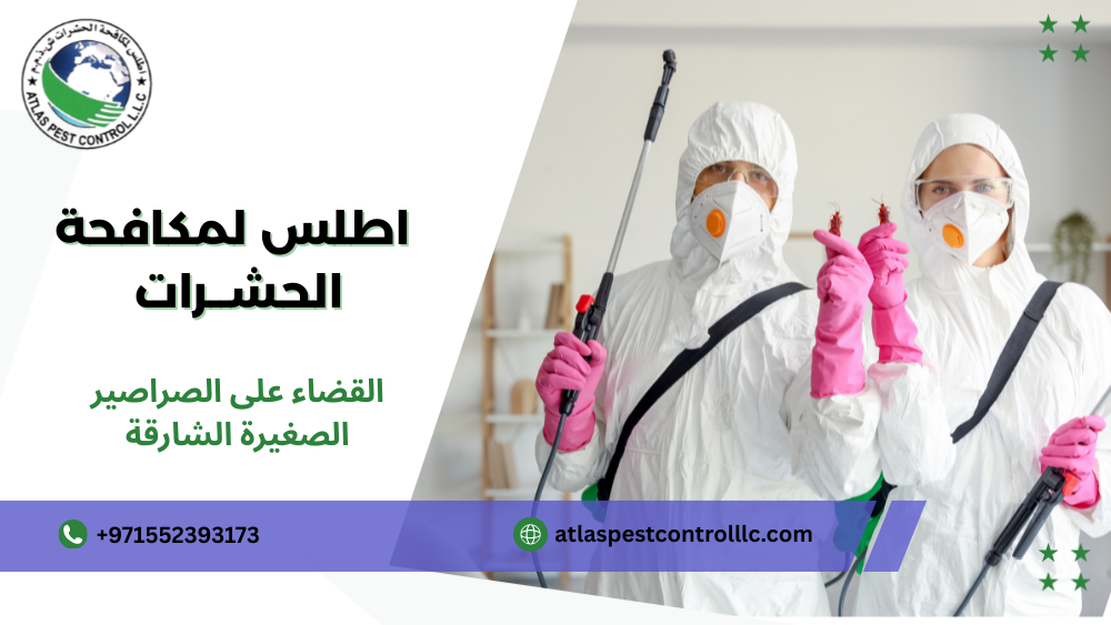 القضاء على الصراصير الصغيرة الشارقة