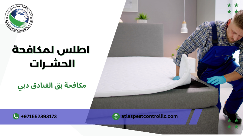 أخطاء شائعة عند مكافحة بق الفنادق دبي