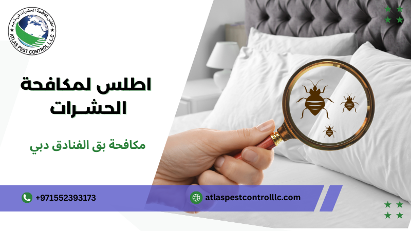 استراتيجيات مكافحة بق الفنادق دبي