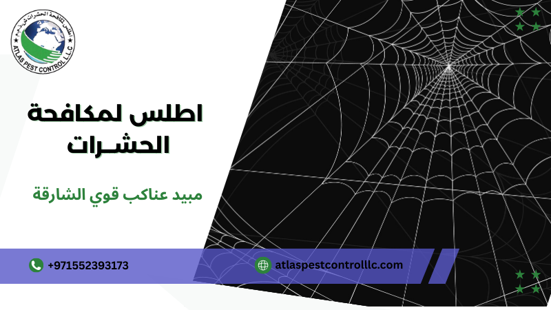 مبيد عناكب قوي الشارقة