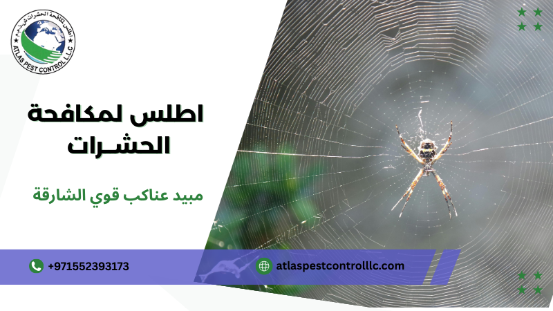 خطوات مبيد عناكب قوي الشارقة