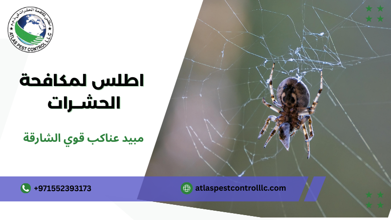 أخطاء شائعة عند استخدام مبيد عناكب قوي الشارقة