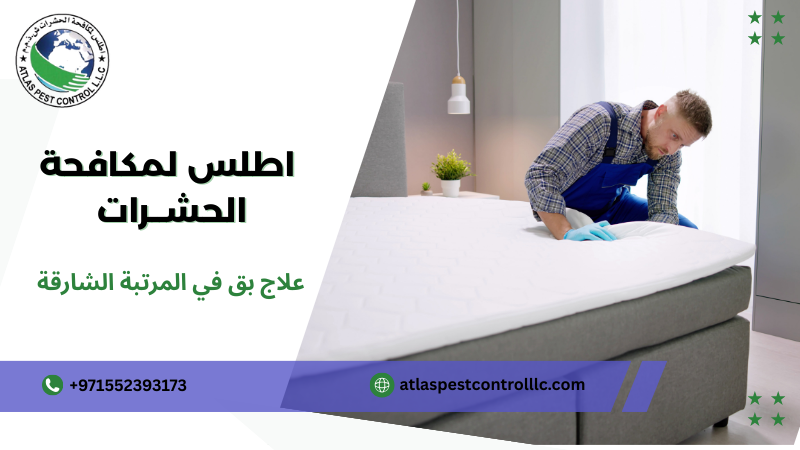 علامات وجود بق في المرتبة