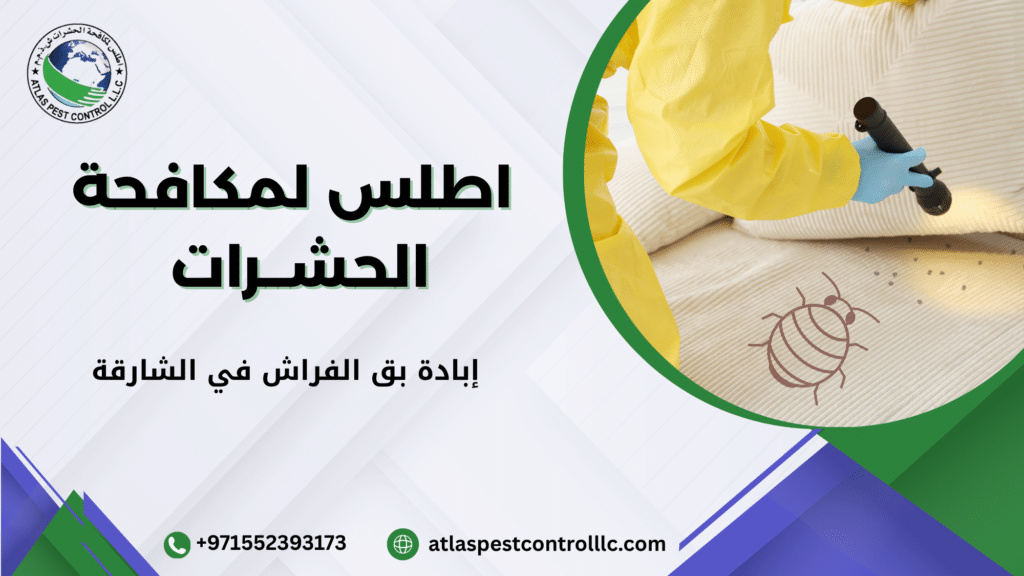 كيفية تجنب أخطاء عند إبادة بق الفراش في الشارقة