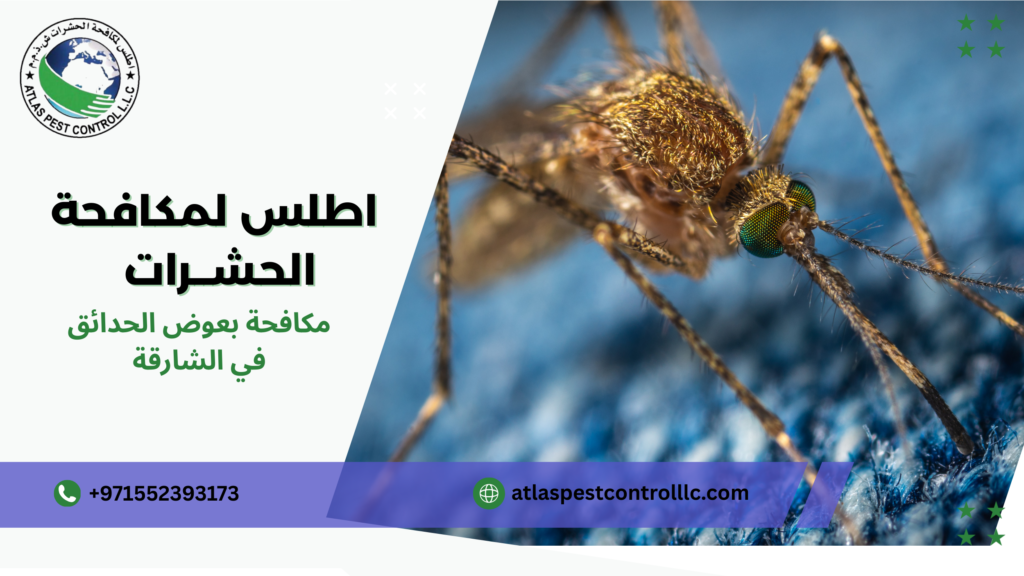 خدمات مكافحة البعوض في الحدائق المنزلية الشارقة