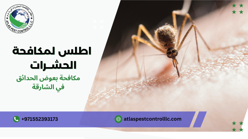 متابعة دورية بعد الرش الشارقة