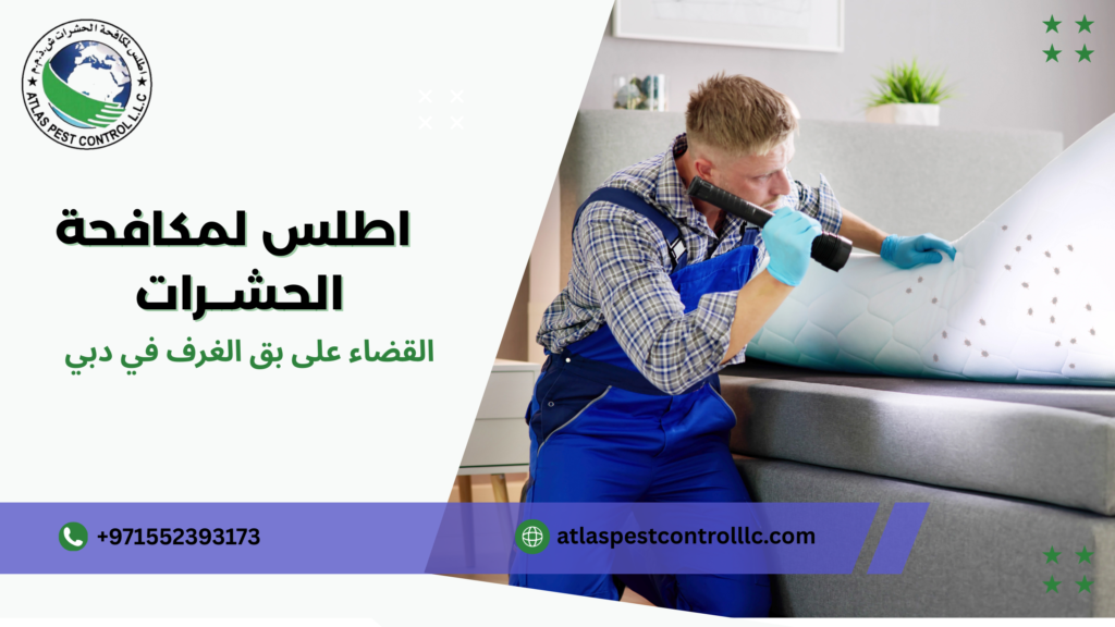 القضاء على بق الغرف في دبي