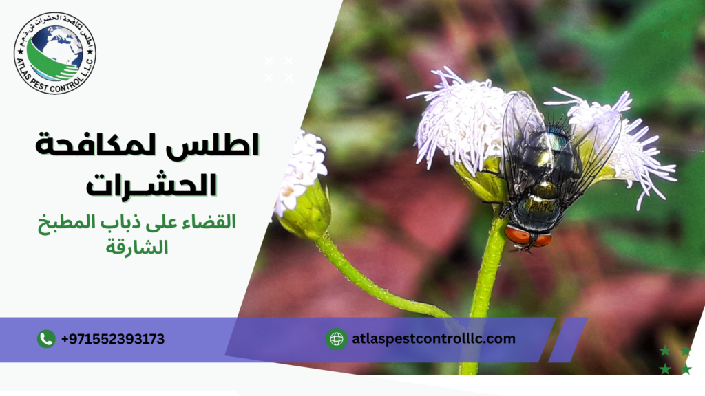 أسباب انتشار الذباب التي تعالجها خدمات القضاء على ذباب المطبخ الشارقة