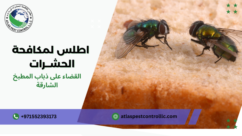 خدمات الطوارئ في القضاء على ذباب المطبخ الشارقة