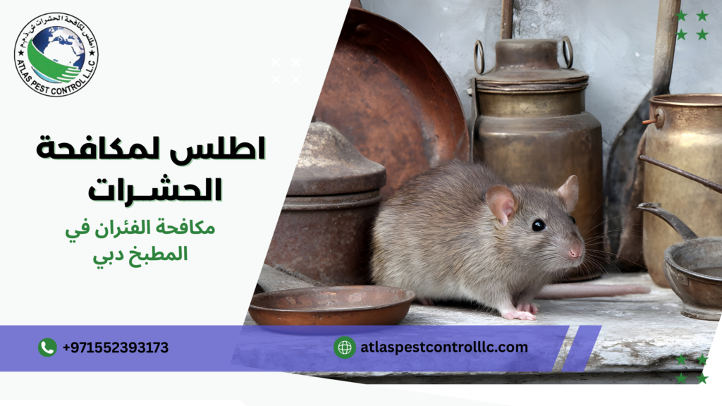 مكافحة الفئران في المطبخ دبي