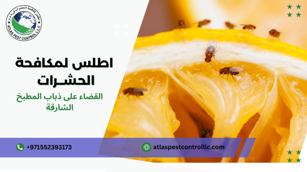 القضاء على ذباب المطبخ الشارقة