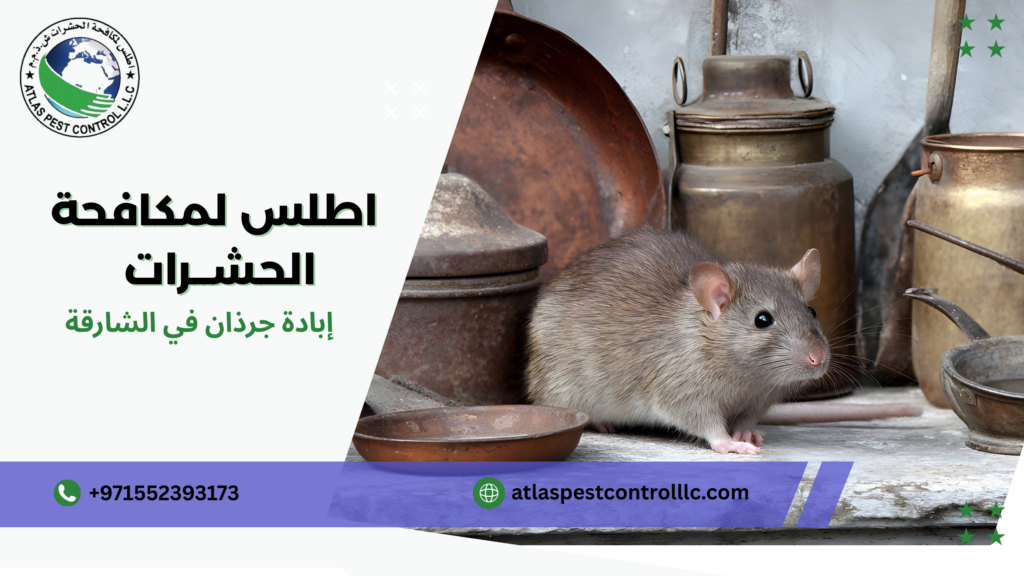 إبادة جرذان في الشارقة