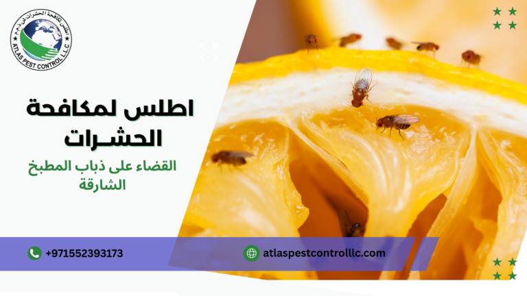 القضاء على ذباب المطبخ الشارقة