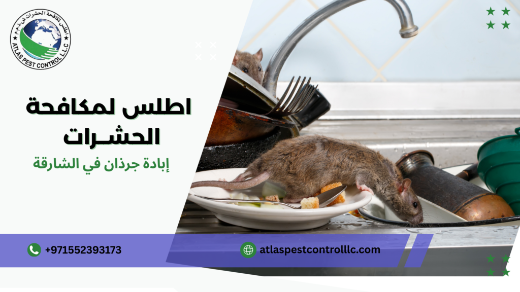 خطوات إبادة جرذان في الشارقة