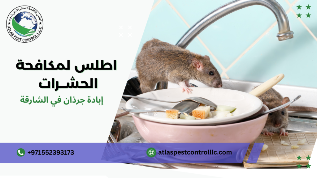 كيفية إبادة جرذان في الشارقة