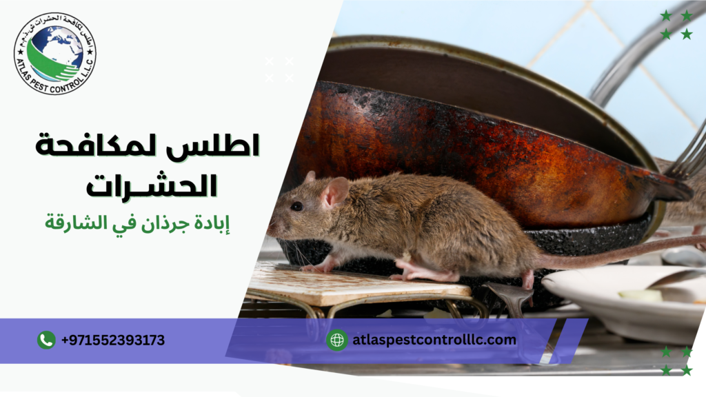 أحدث طرق إبادة جرذان في الشارقة