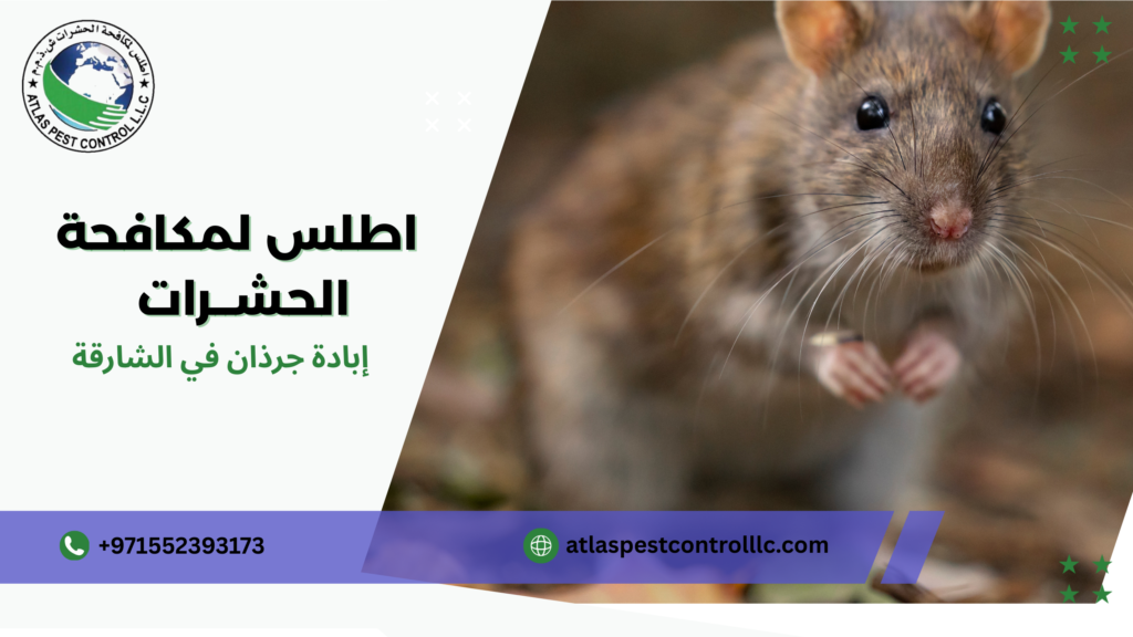 أسعار إبادة جرذان في الشارقة