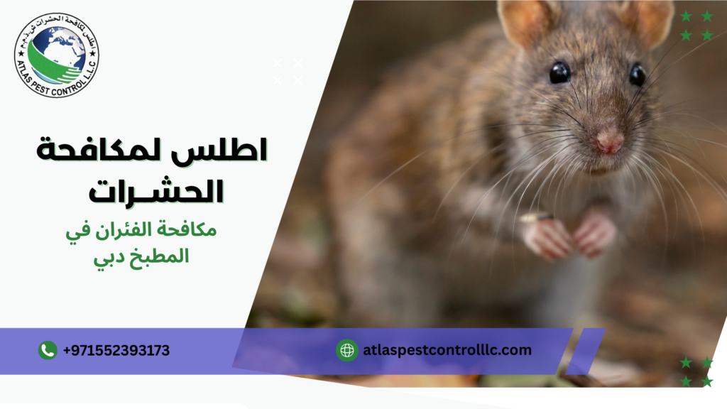 الفرق بين المكافحة الاحترافية والمكافحة التقليدية دبي