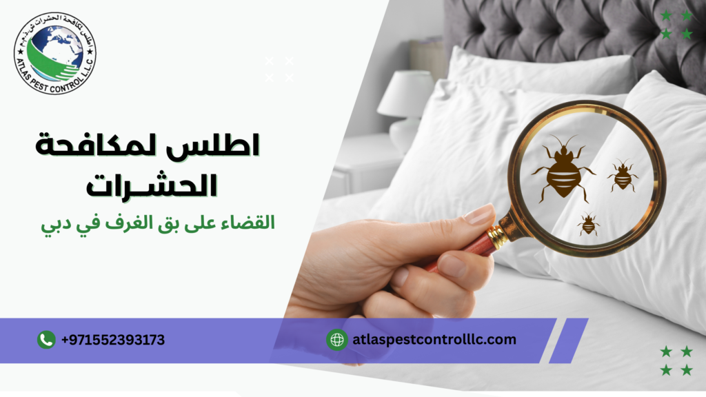 أسباب انتشار بق الغرف في دبي