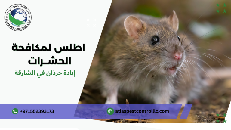 إبادة جرذان في الشارقة