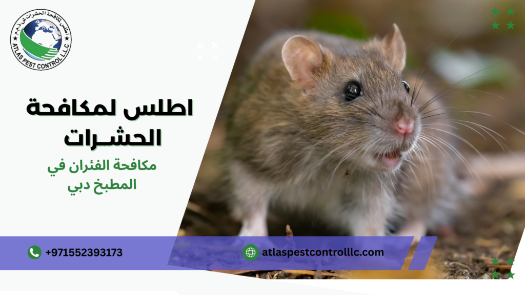 الفرق بين المكافحة الاحترافية والمكافحة التقليدية دبي