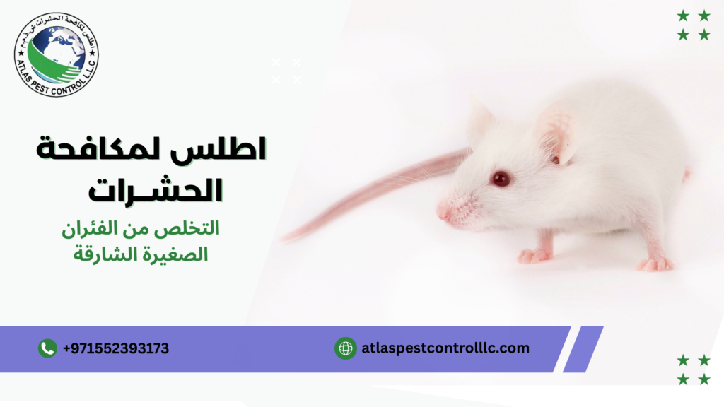 التخلص من الفئران الصغيرة الشارقة