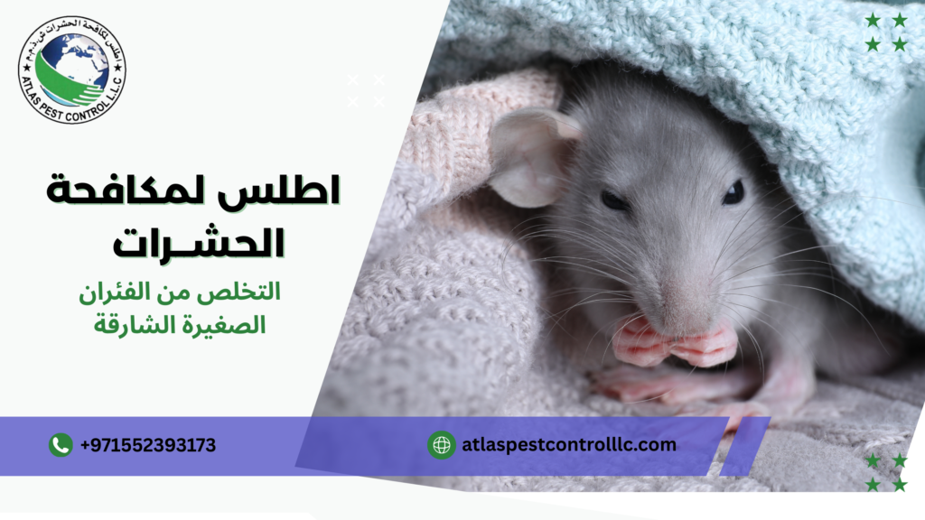 التخلص من الفئران الصغيرة الشارقة