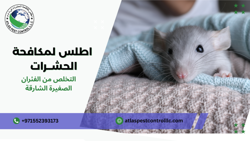 مفهوم التخلص من الفئران الصغيرة ولماذا هو مهم