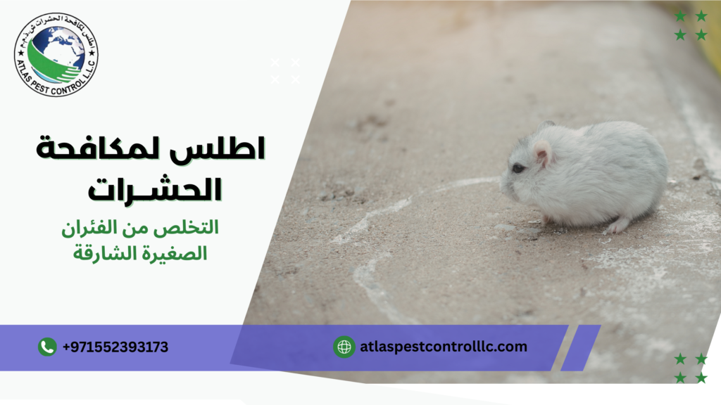 أنواع وأساليب التخلص من الفئران