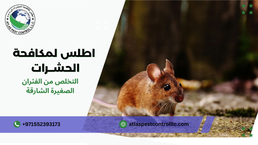 نصائح عملية قبل وبعد التنفيذ