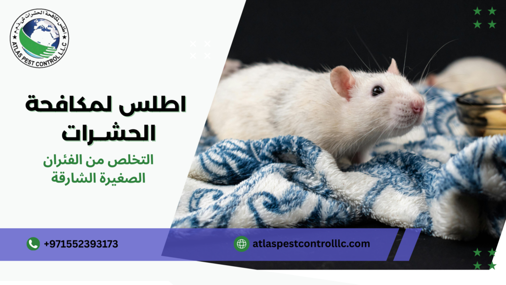 التخلص من الفئران الصغيرة الشارقة