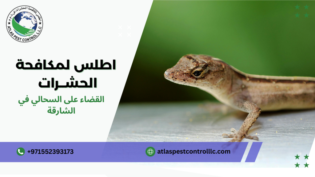 القضاء على السحالي في الشارقة