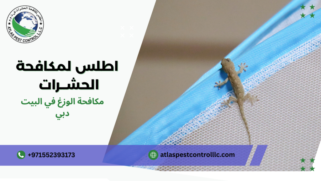 مكافحة الوزغ في البيت دبي