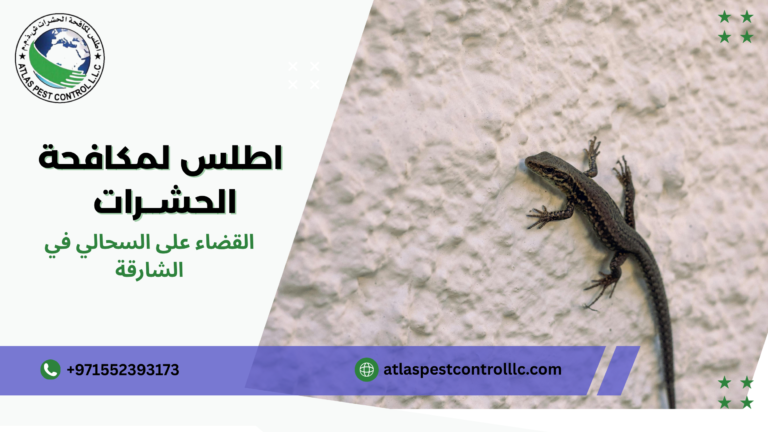 القضاء على السحالي في الشارقة