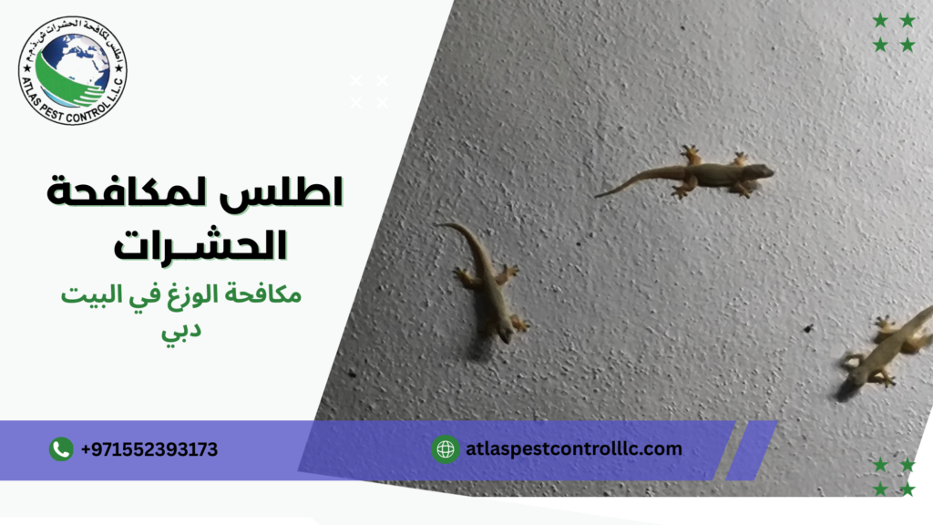 مكافحة الوزغ في البيت دبي