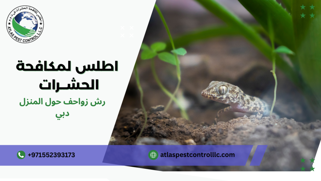 رش زواحف حول المنزل دبي