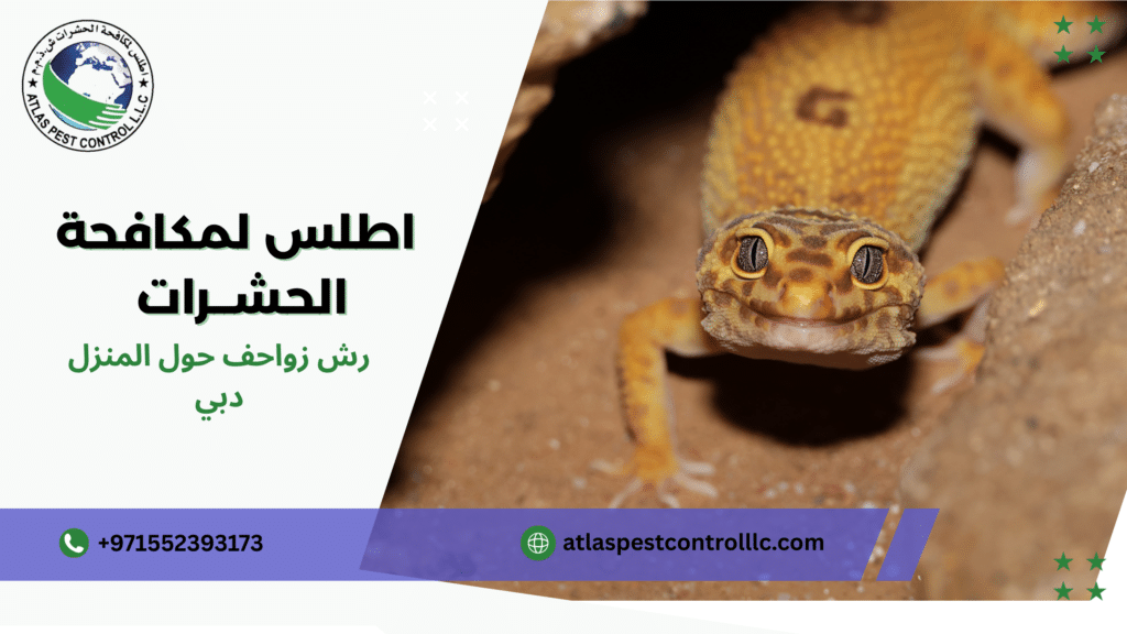 رش زواحف حول المنزل دبي