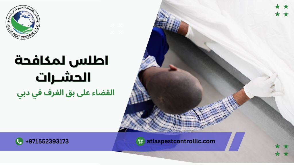 التعاون مع شركات مكافحة الحشرات في دبي