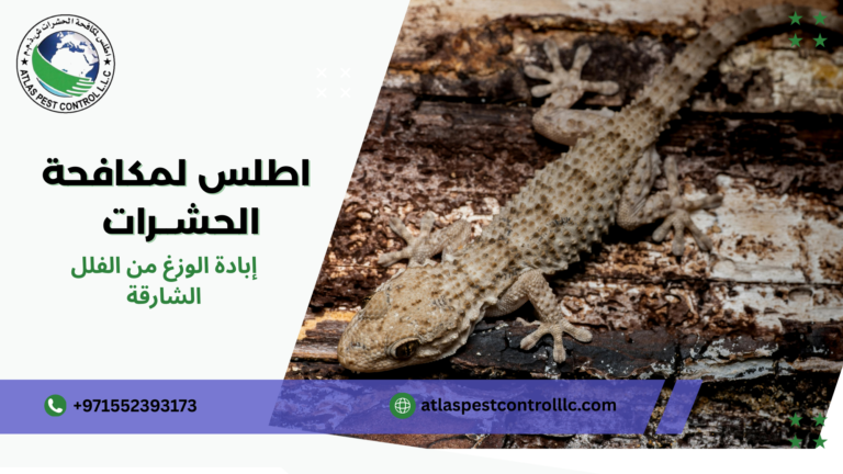 إبادة الوزغ من الفلل الشارقة